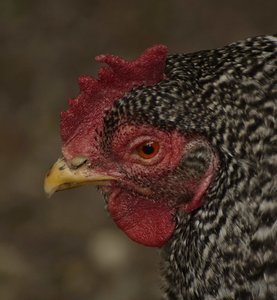 _DSC3113.jpg _DSC3113.jpg