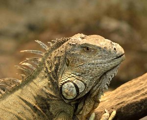 _DSC3132.jpg _DSC3132.jpg