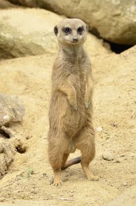 _DSC3293.jpg _DSC3293.jpg