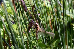 DSC_5789 (FILEminimizer).JPG