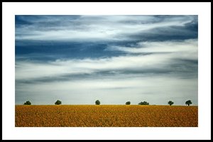 Rapsfeld 2 fürs Forum.jpg