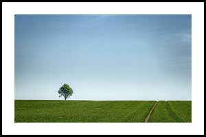 Rapsfeld fürs Forum.jpg