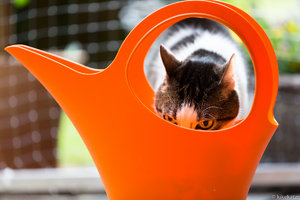 KJAK6382.jpg KJAK6382.jpg