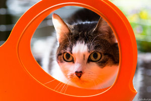 KJAK6401.jpg KJAK6401.jpg