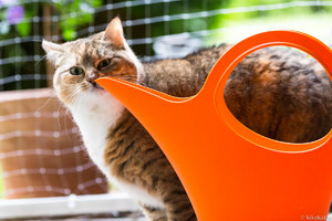 KJAK6425.jpg KJAK6425.jpg