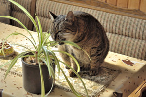 DSC_0026.JPG DSC_0026.JPG