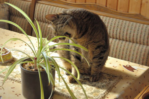 DSC_0027.JPG DSC_0027.JPG