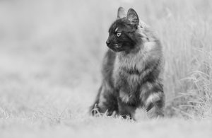 3457-Krötchen-web-SW.jpg 3457-Krötchen-web-SW.jpg