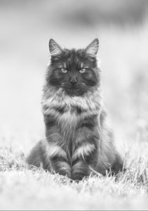 3426 Krötchen web-SW.jpg 3426 Krötchen web-SW.jpg