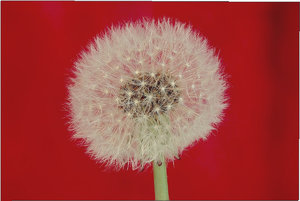 Pusteblume5.jpg