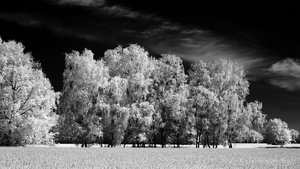 2013_05_19_SD15_Rasdorf_Birken_IR850nm_Polf_0062_1200x675pix.jpg