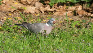 DSC0086411_Bildgröße ändern.jpg