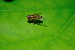 Gemeine Feldschwebefliege2.JPG