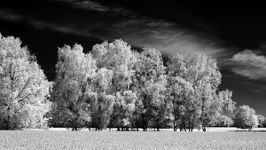 2013_05_19_SD15_Rasdorf_Birken_IR850nm_0054_1200x675pix.jpg