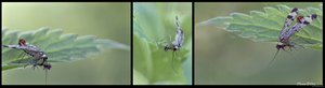 InsektCollagekleiner500kb.jpg