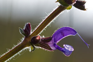 1306 Wiesensalbei Knospe 02_bearbeitet3.jpg