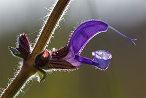 1306 Wiesensalbei_bearbeitet-2.jpg
