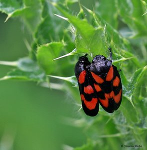 IMG_6285_Pflanzenbummel_ zu_ zweit.JPG