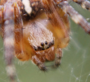 8169-3orig-100Crop.jpg 8169-3orig-100Crop.jpg