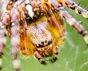 8169-1fertig-100Crop.jpg 8169-1fertig-100Crop.jpg