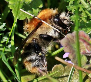 IMG_5230_eine_Hummel_im-Dschungel.JPG