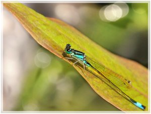 Compressed_0296.jpg Compressed_0296.jpg