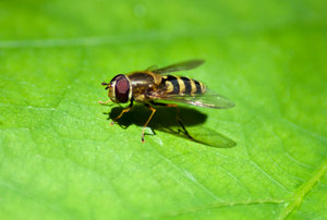 Gemeine Feldschwebefliege2.JPG Gemeine Feldschwebefliege2.JPG