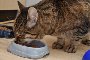 DSC_0003.JPG DSC_0003.JPG