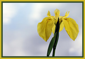 Sumpfschwertlilie Kopie.jpg