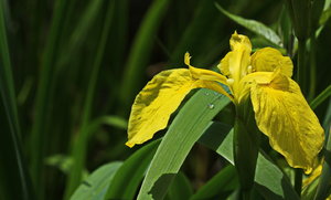 Sumpfschwertlilie1.jpg