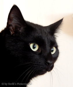 KaterLevi.jpg KaterLevi.jpg