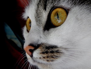 Asmodis3.jpg Asmodis3.jpg