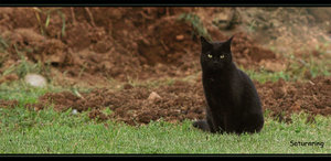 katze1.jpg katze1.jpg