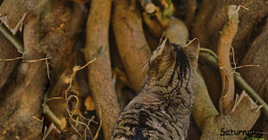 pixelbaum.jpg pixelbaum.jpg