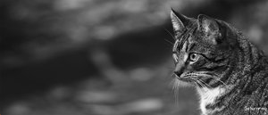 pixel4.jpg pixel4.jpg