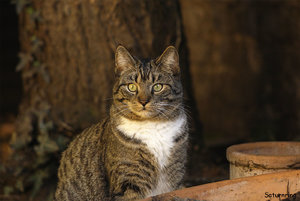 topfwächter.jpg topfwächter.jpg