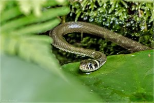 guckmalwerdaguckt.jpg guckmalwerdaguckt.jpg