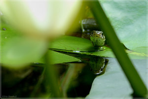 guckmalwerdaguckt1.jpg guckmalwerdaguckt1.jpg