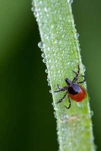 Zecke 1.jpg Zecke 1.jpg