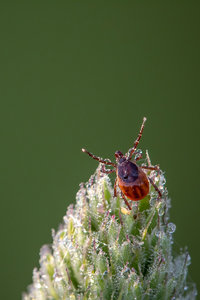 Zecke 2.jpg Zecke 2.jpg