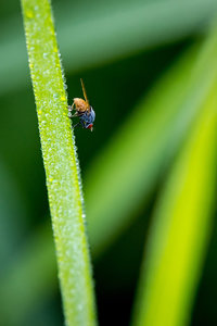 kleine Fliege.jpg kleine Fliege.jpg