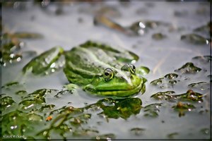 sample 9.jpg sample 9.jpg