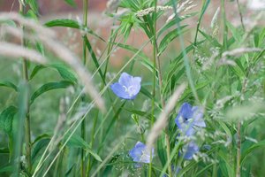 comp_4_NIK6331.jpg comp_4_NIK6331.jpg