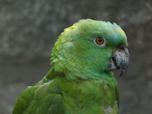 Original.jpg Original.jpg