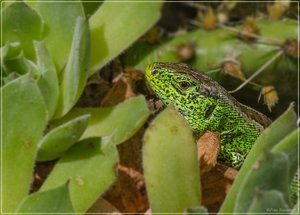 zauneidechse1.jpg