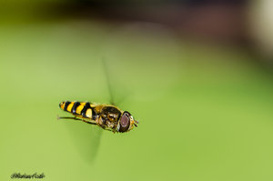 D7K_8708.jpg D7K_8708.jpg