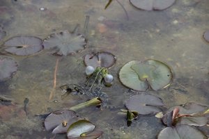 Frosch01.jpg