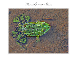 froschperspektive_rahmen.jpg