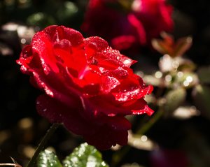 comp_DSC_6624 Kopie.jpg