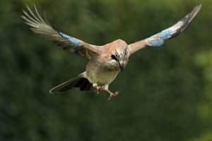 Fliegender Eichelhäher.jpg